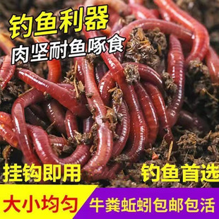包邮野钓红蚯蚓活饵黄刺鱼路亚串钩饵料红虫鲫鱼饵渔具店腥料活体
