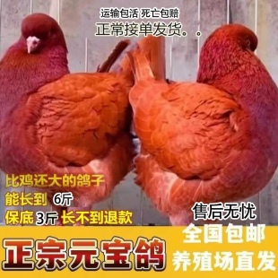 巨型纯种元宝鸽大体鸽子特大活物一对种鸽活体可养肉鸽包下蛋包活