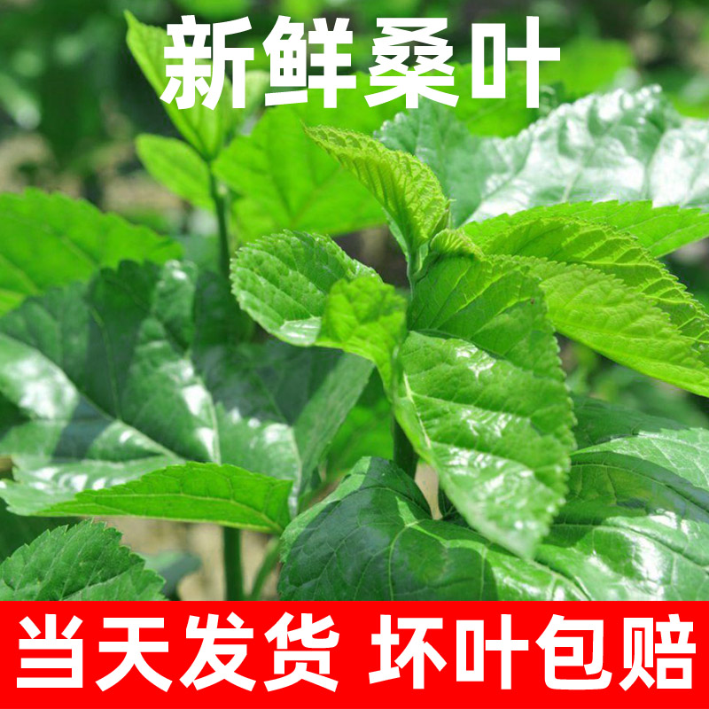 现摘新鲜嫩桑叶蚕宝宝饲料食物喂小蚕特嫩桑叶蚕食桑蚕吃学生养蚕