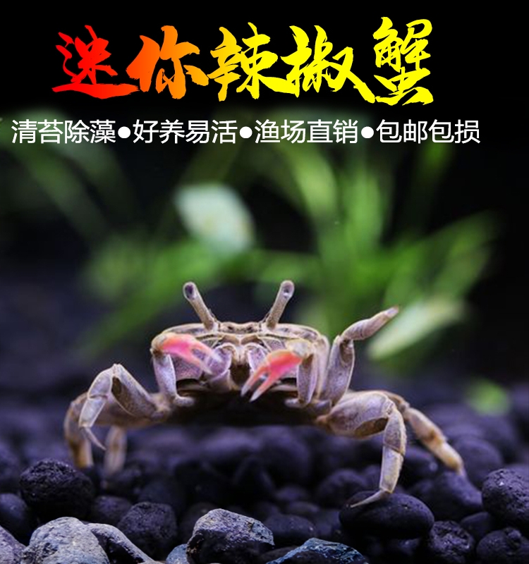 辣椒蟹观赏蟹宠物蟹淡水蟹迷你蟹活体蟹除藻吃虫残渣鱼缸爬宠包邮