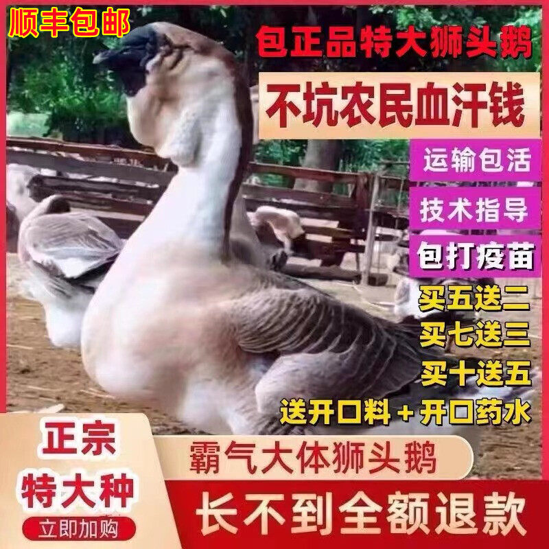 狮头鹅活苗小鹅活苗正宗汕头特大种狮头鹅灰狮子鹅幼崽朗德鹅活苗