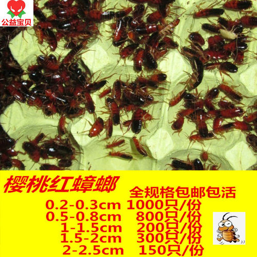 樱桃红蟑螂 樱桃蟑螂活体幼体亚成各种规格 蜥蜴龙鱼 饲料