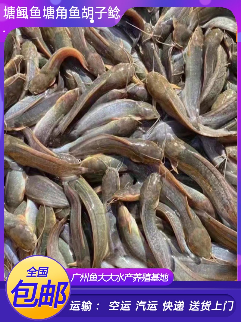 塘鲺鱼苗塘角鱼鱼苗淡水养殖食用本地塘鲺鲶鱼苗胡子鱼鱼苗