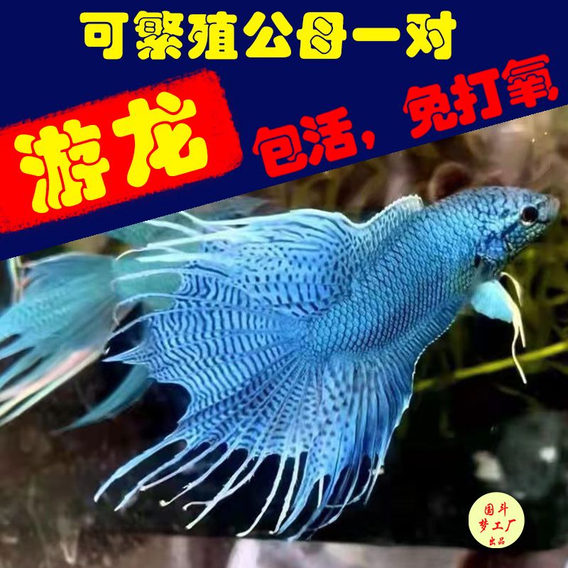 中国斗鱼活体活鱼无纹蓝帝王蓝大爆针高蓝度淡水冷水观赏鱼免打氧