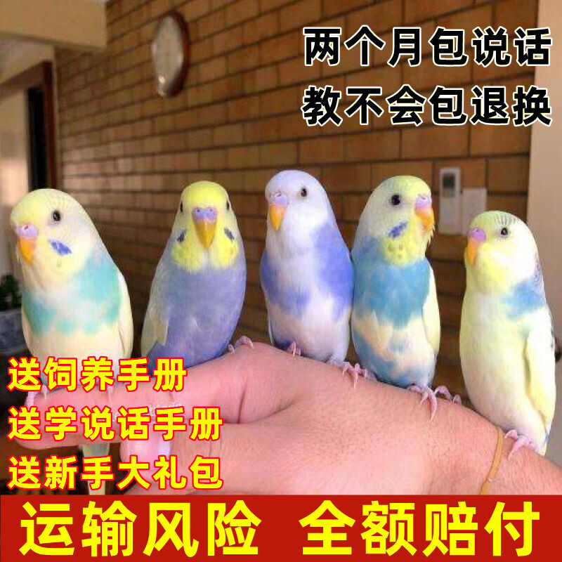 鸟活体鹦鹉活鸟虎皮黄化玄鹦鹉云斑鸟活物玄凤活体会学说话鹦鹉鸟