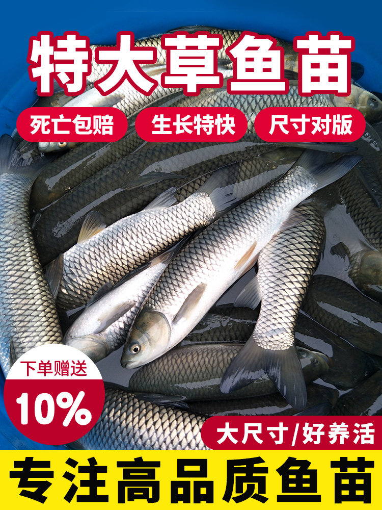 草鱼苗淡水活体小鱼苗好养殖食用活物冷水观赏鱼特大全草鱼活鱼苗