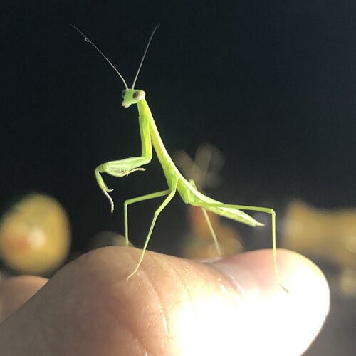 中华大刀螳螂刺花非洲大魔花兰花幽灵广斧活体宠物卵夹爬宠虫活体 - 封面