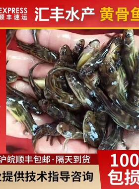江苏本地黄骨鱼苗黄辣丁汪丁鱼刺公昂刺鱼苗淡水养殖食用黄颡鱼苗