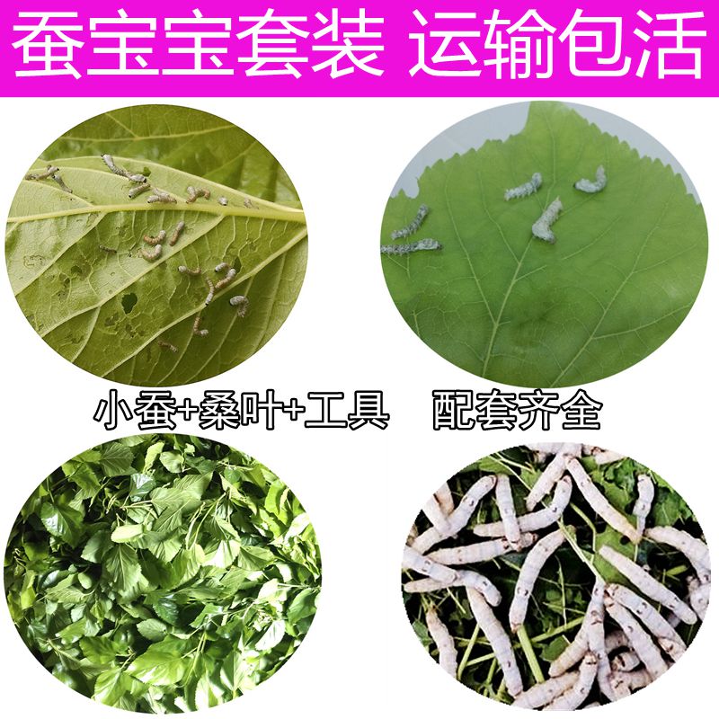 蚕宝宝活体春蚕幼虫活物儿童学生养蚕套装小蚕1龄234龄送新鲜桑叶