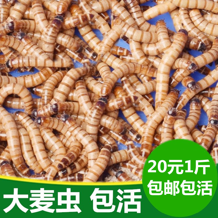 大麦虫活虫500g鲜活面包虫黄粉虫金龙鱼饲料活体八哥画眉鸟食虫子