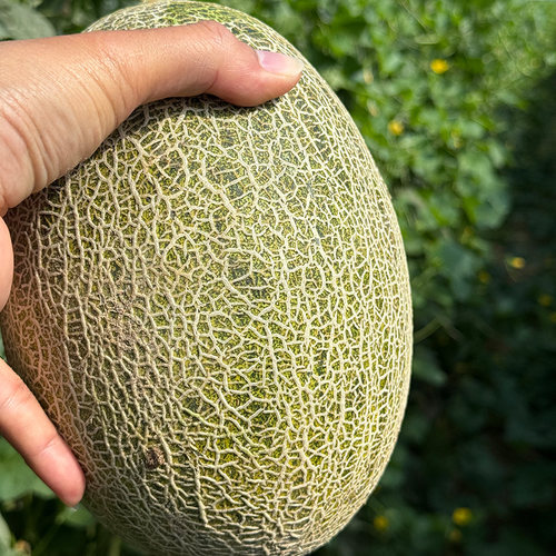 新疆哈密青帝蜜瓜清甜多汁