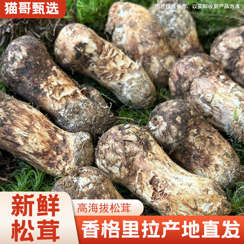 香格里拉新鲜松茸高原菌子顺丰空运送礼佳品