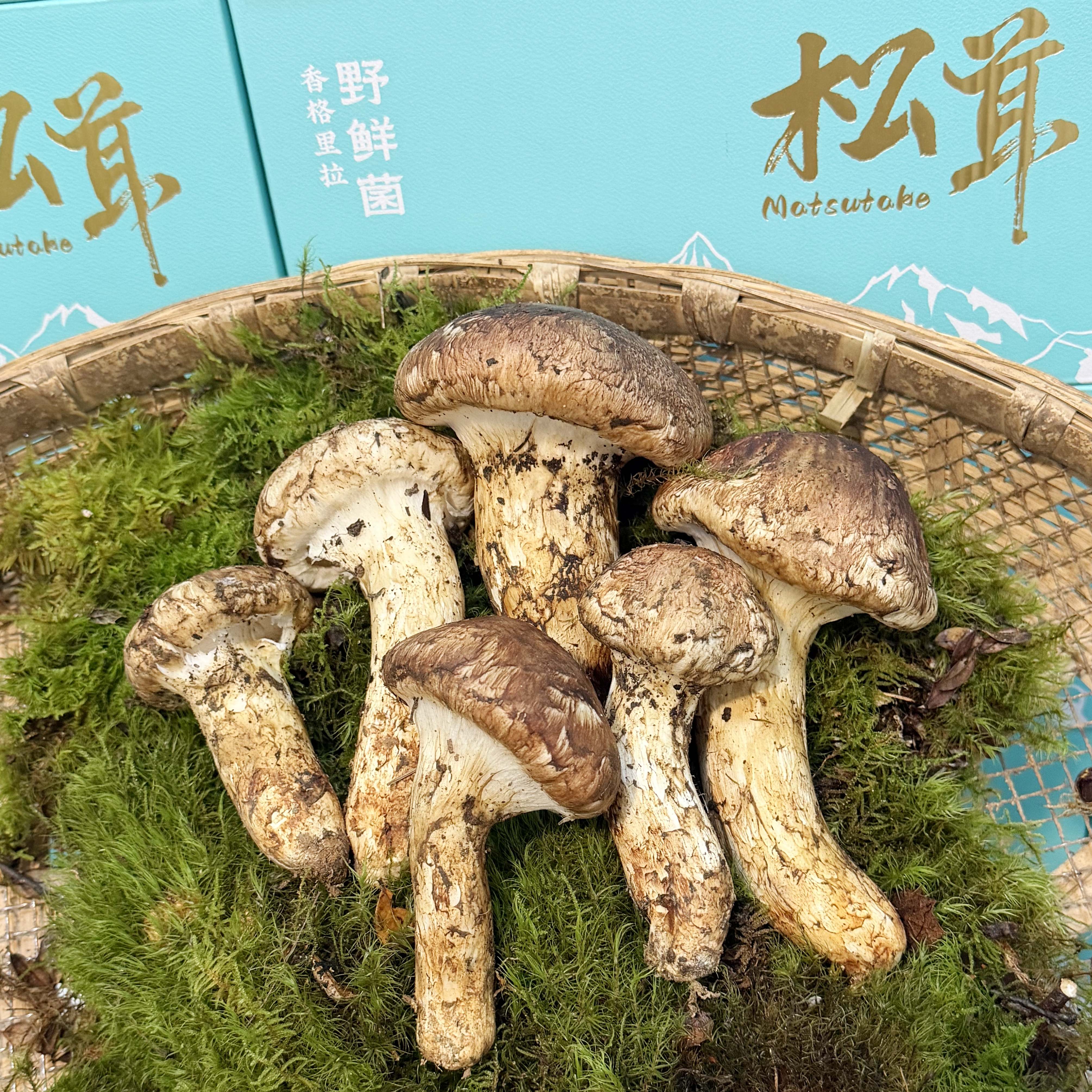半开煲汤松茸云南香格里拉本地高山松茸