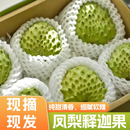 四川攀枝花释迦果纯甜细腻丝滑