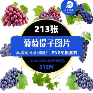 高清手绘葡萄绿红黑葡萄提子巨峰葡萄藤PNG透明背景免扣精品素材