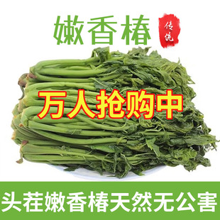 香椿芽咸菜山东特产新鲜腌制香椿头下饭菜酱菜头茬香椿