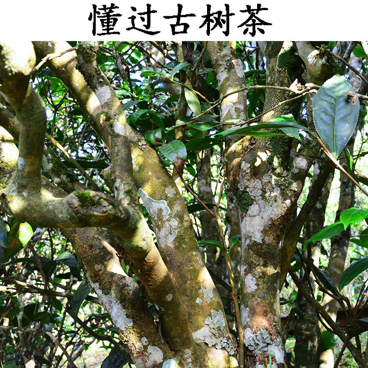 云南临沧古树普洱茶百年散茶懂过