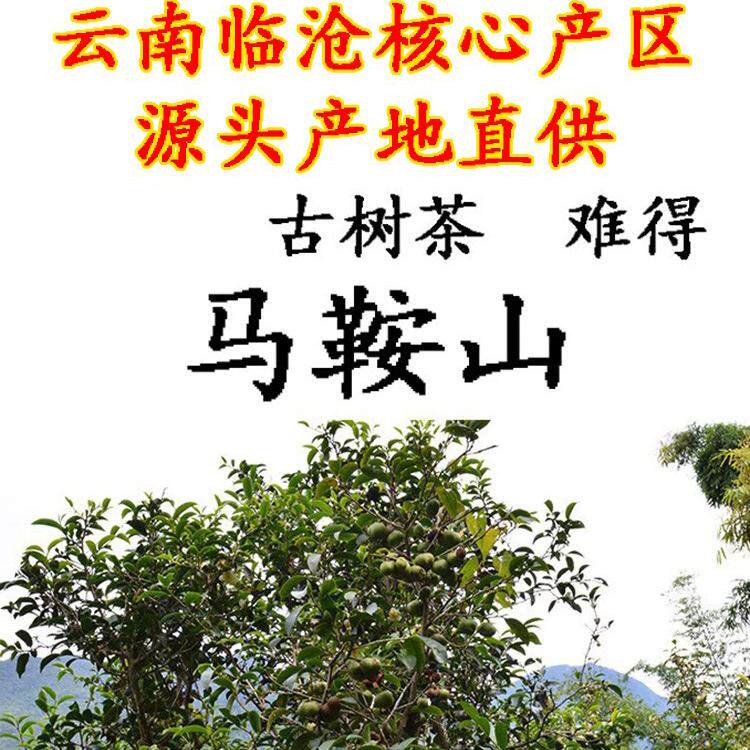 云南临沧茶农马鞍山普洱茶生茶散茶核心产区古树茶纯料500克生态