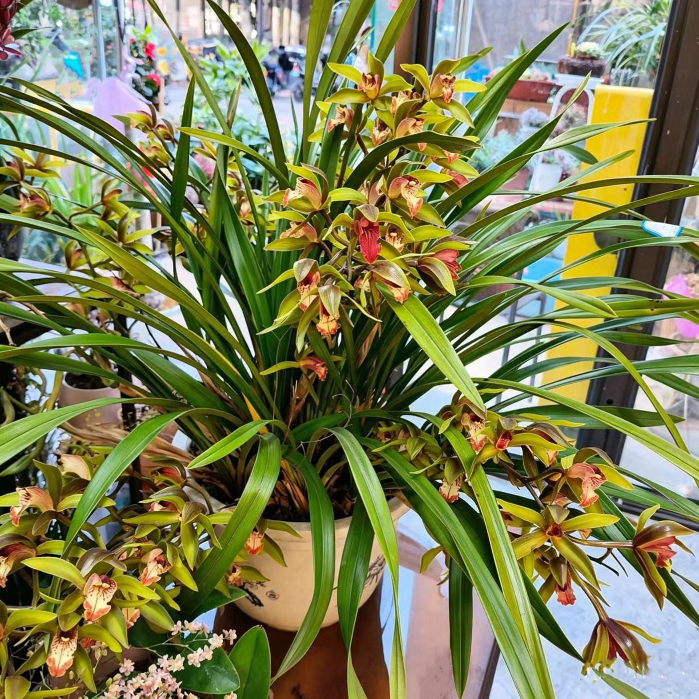 鲜花虎头兰青婵兰花四季常绿植兰