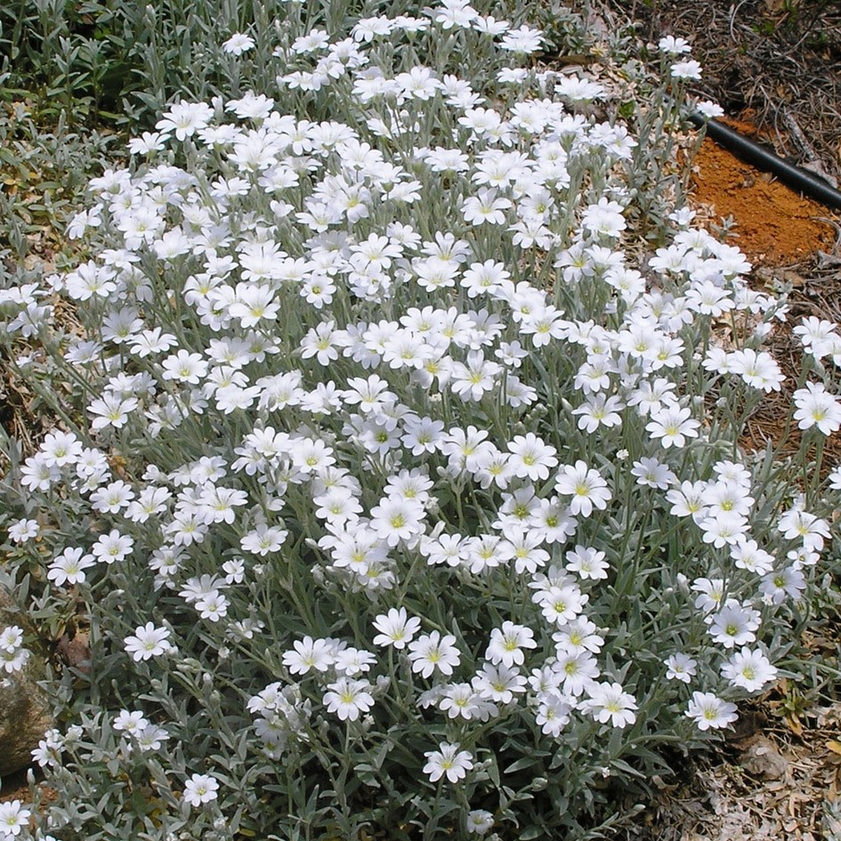 银叶植物夏雪草 Cerastium多年生耐寒耐热庭院盆栽观赏花卉