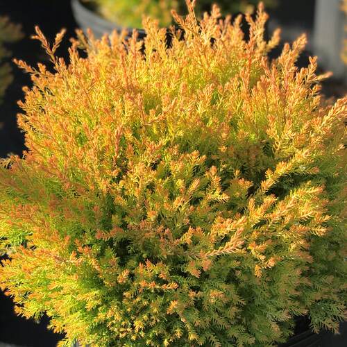 橘黄崖柏 金光绒柏 Thuja occidentalis 'Rheingold' 松柏类