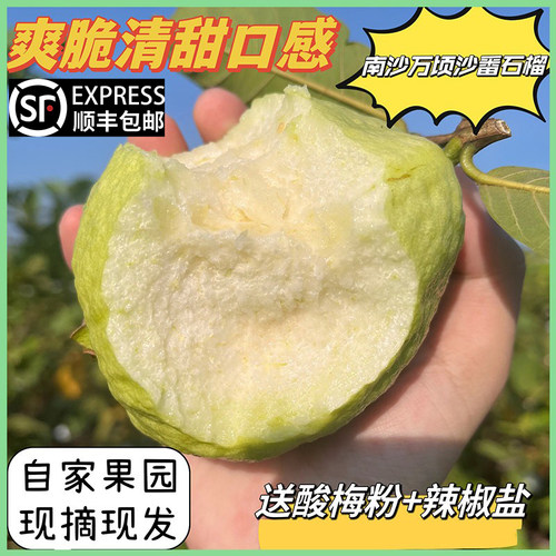 正宗南沙万顷沙番石榴芭乐