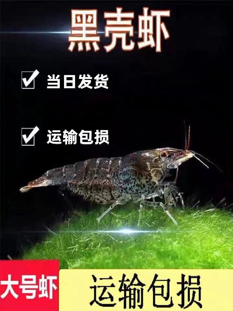 黑壳虾除藻虾观赏清洁虾大号米虾饲料鱼淡水鱼缸草缸造景乌龟饲料