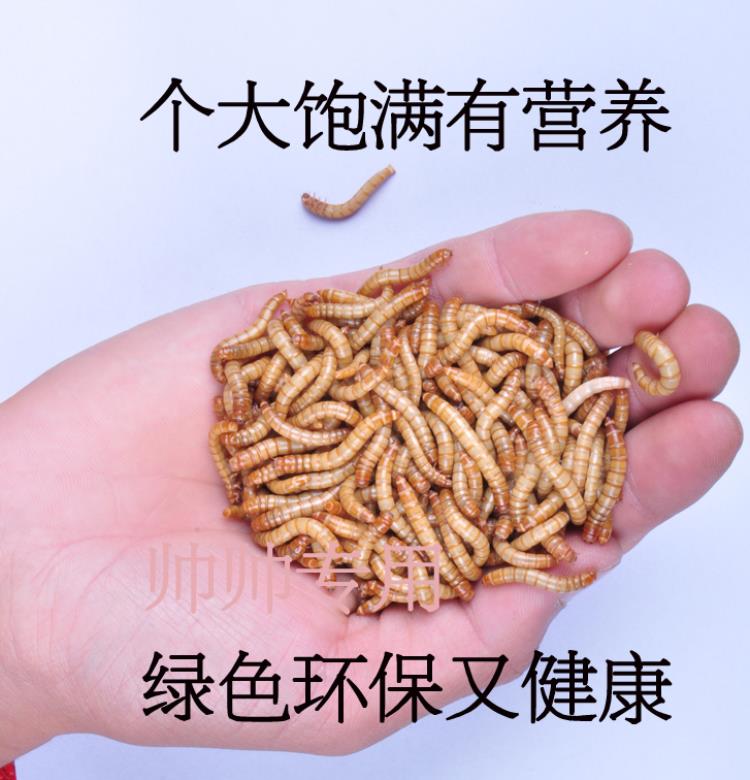 鸟食活虫活食刺猬面包虫蜜袋鼯蜜袋鼬粮食仓鼠蜜袋鼠虫子宠物饲料