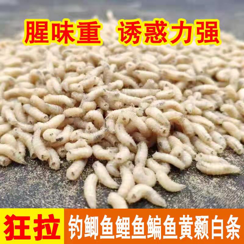 蛆虫活虫钓黄辣丁鲢鲫石斑鱼白条翘嘴马口肉蛆钓鱼饵人工无菌养殖