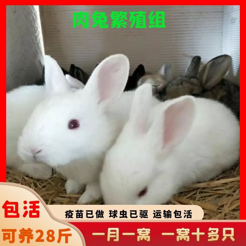 兔子活物公母一对活体宠物家兔活兔肉兔子苗巨型兔子苗家养幼兔苗