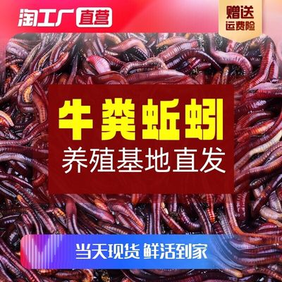 牛粪蚯蚓活饵鲜活红虫垂钓鱼饵料鲫鱼鲤鱼野钓黑坑鱼料打窝料鱼食