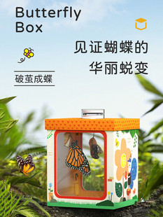 蝴蝶蛹可孵化儿童学生观察破茧成蝶礼物活物饲养活体蝴蝶卵孵化箱