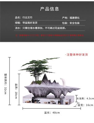 新品文竹盆景植物办件室内四季常青意景观绿植好养桌面摆公Y创微