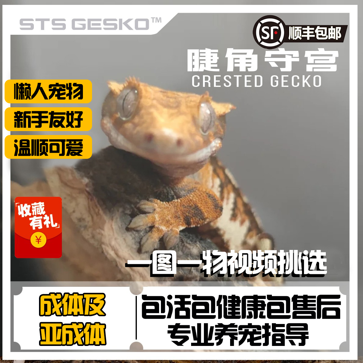 睫角守宫睫角幼苗R属宠物成体亚成体爬宠奶油莉莉白活体家养果泥