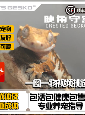 睫角守宫睫角幼苗R属宠物成体亚成体爬宠奶油莉莉白活体家养果泥