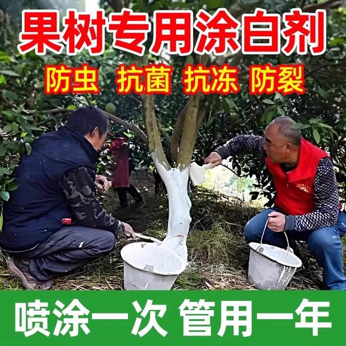 可喷涂防冻市政园林专用越冬果树