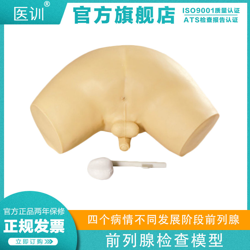 医训 YX/L63前列腺检查模型仿真男性前列腺腺体肿块瘤体前列腺病变模型医学教学模拟人
