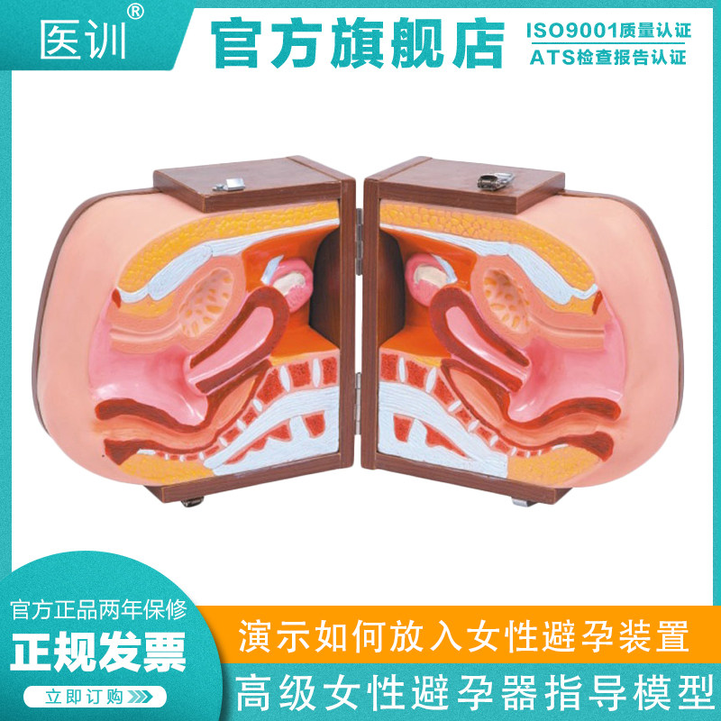 医训 yx/b2高级女性避孕器指导模型女性上环训练模型 女性节育计生