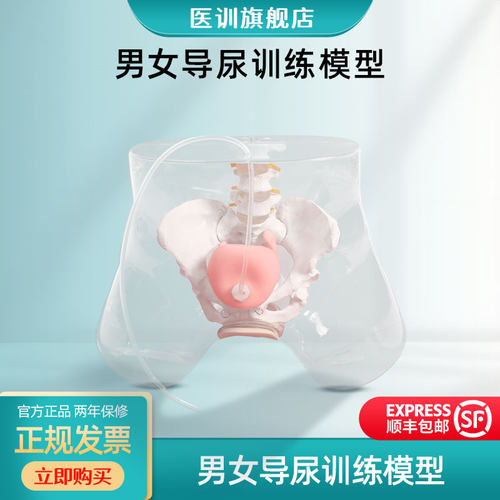 高级透明女性导尿模型医训模拟
