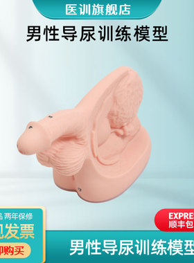 医训YX/D7男性内外生殖器及导尿模块解剖护理模具观察教学生殖模型带数字标识