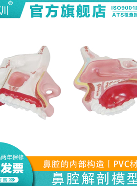 医训 YX/XC309鼻腔解剖模型医学人体鼻腔咽喉解剖模型鼻咽腔耳鼻喉科解剖模型