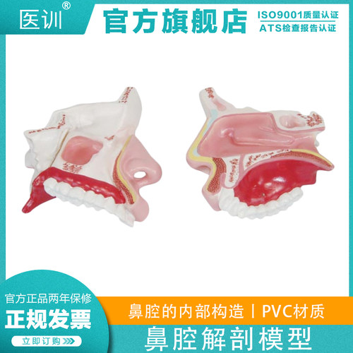 医训 YX/XC309鼻腔解剖模型医学人体鼻腔咽喉解剖模型鼻咽腔耳鼻喉科解剖模型