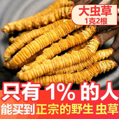 冬虫夏草送礼干货自用虫草正宗正品 2024年头期非玉树西藏那曲虫草