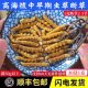 虫草断草精品冬虫夏草正品 断虫草自己吃泡水煲汤非西藏那曲虫草粉