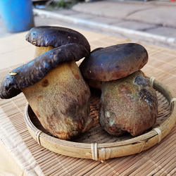 云南新鲜菌菇黑牛肝菌蘑菇楚雄特产非野生食用菌炒菜香嫩空运包邮