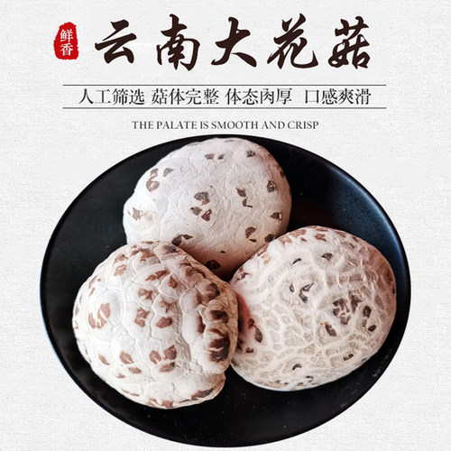 云南特产精品椴木花菇无熏硫营养