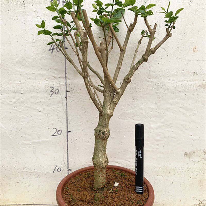 茉莉花独杆老桩重瓣茉莉花盆栽盆景庭院阳台楼顶熟桩绿植花卉