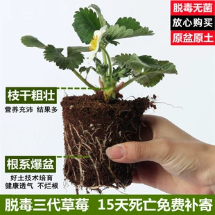 盆栽食用带土奶油丹东99红颜带果带花四季 粉玉大株苗秧 草莓苗四季