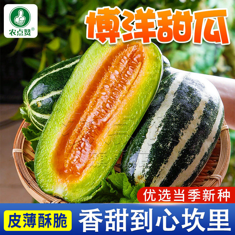 春季博洋甜瓜种子博洋9号种籽孑超甜香瓜四季农家水果瓜果甜瓜子