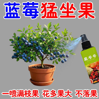 通用蓝莓树营养液蓝莓授粉坐果免人工瓜果多花多蓝莓树专用肥蓝莓